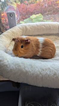 Rescue Guinea Pig and Short Haired Guinea Pigs for Adoption in Deerfield, New Hampshire - Apple Pie | PetCurious